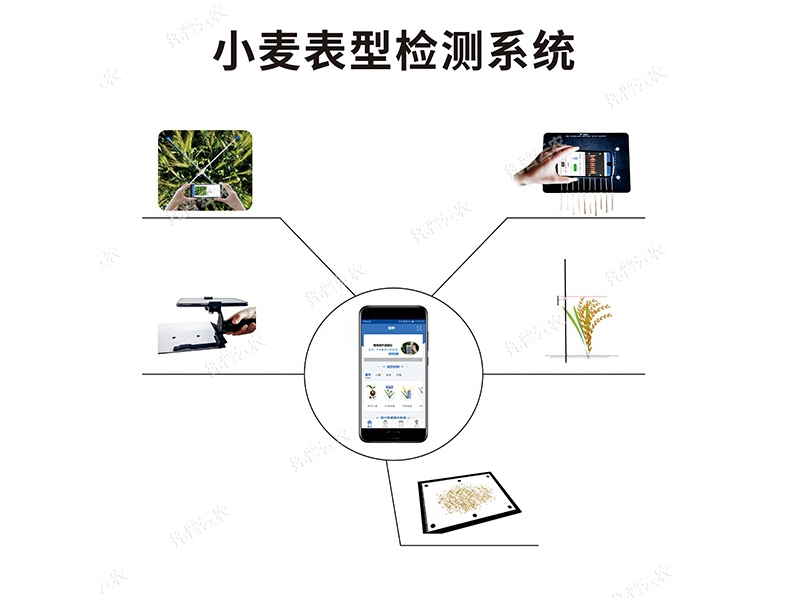 小麥表型檢測系統