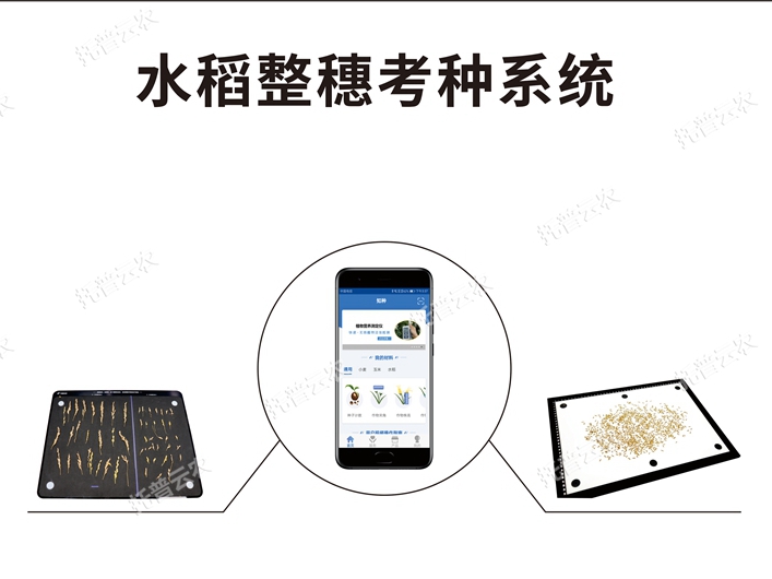 水稻整穗考種測量系統