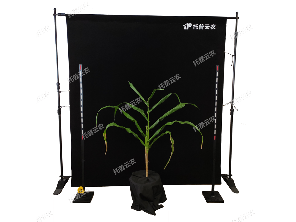 玉米株型分析系統